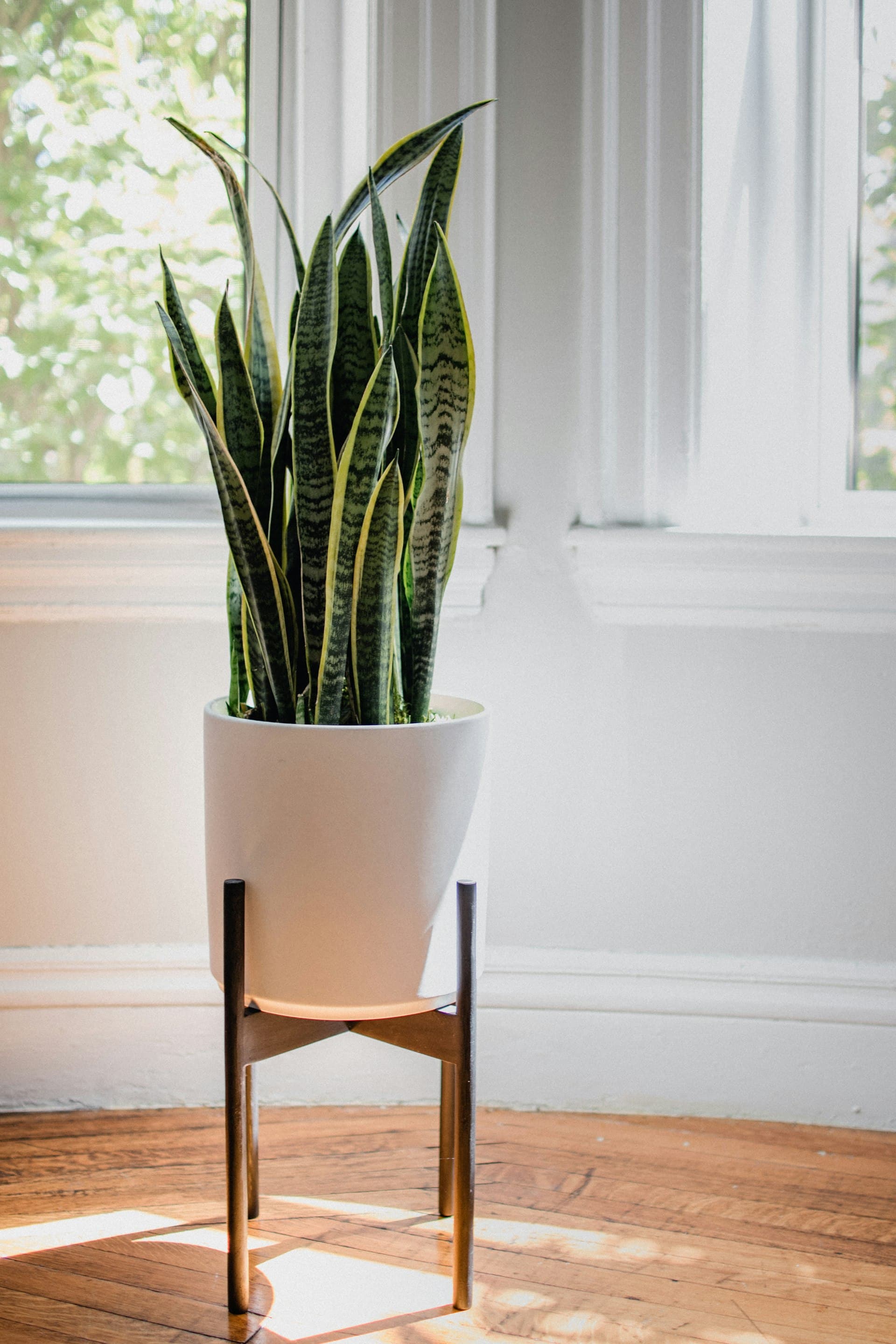 A calm, plant-filled room beside a sunlit window