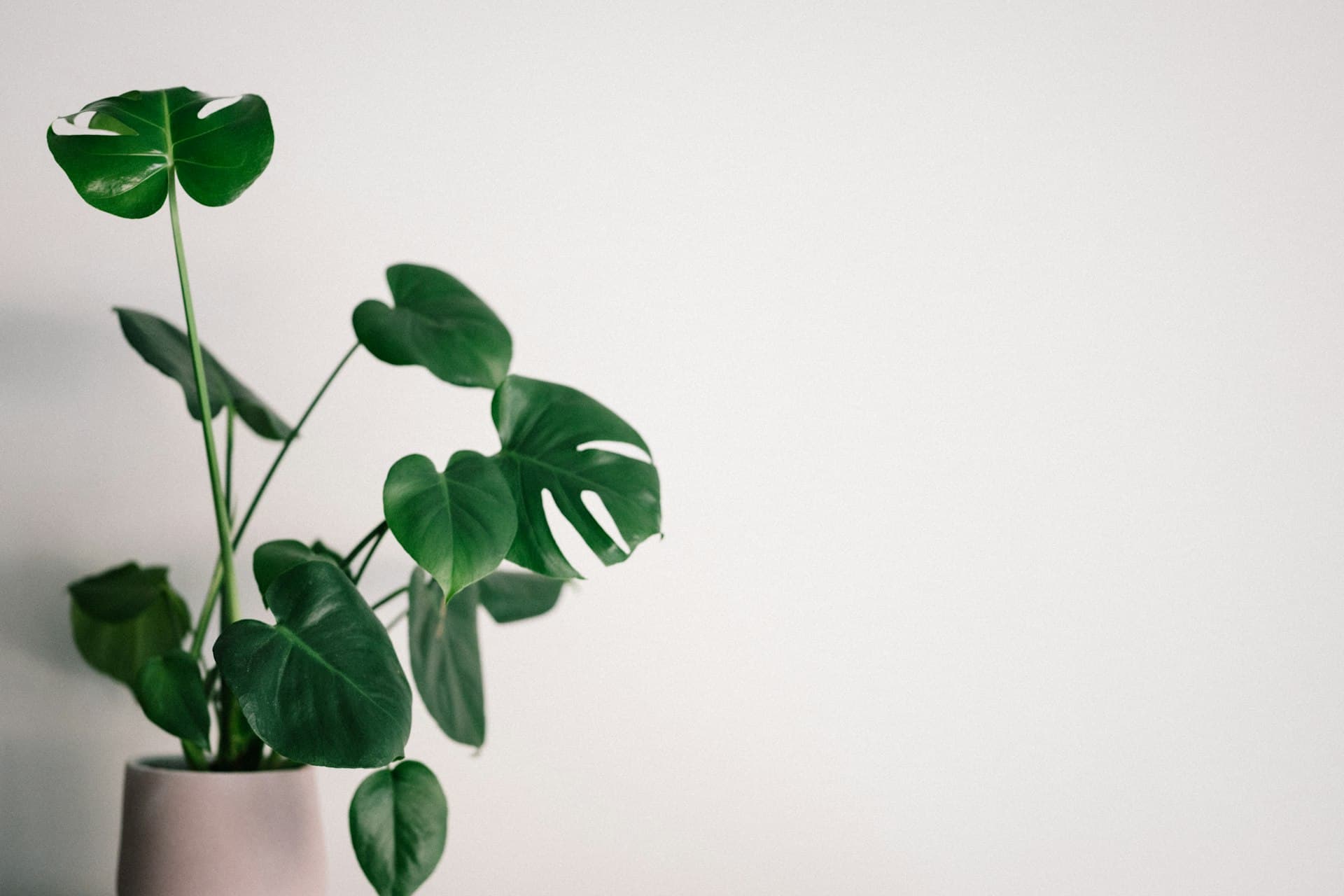 A single plant against a clean, light wall